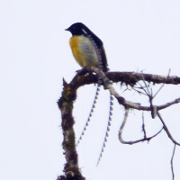 King-of-Saxony Bird-of-Paradise